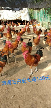 康定大型养殖孵化公司出售优质大红公鸡苗，助力家禽养殖业发展