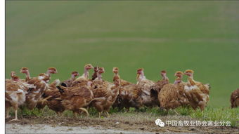 考察 丨欧洲家禽业考察之 意大利篇 二 养殖家禽